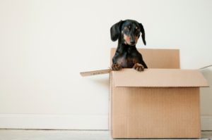 moving with pets in Spokane