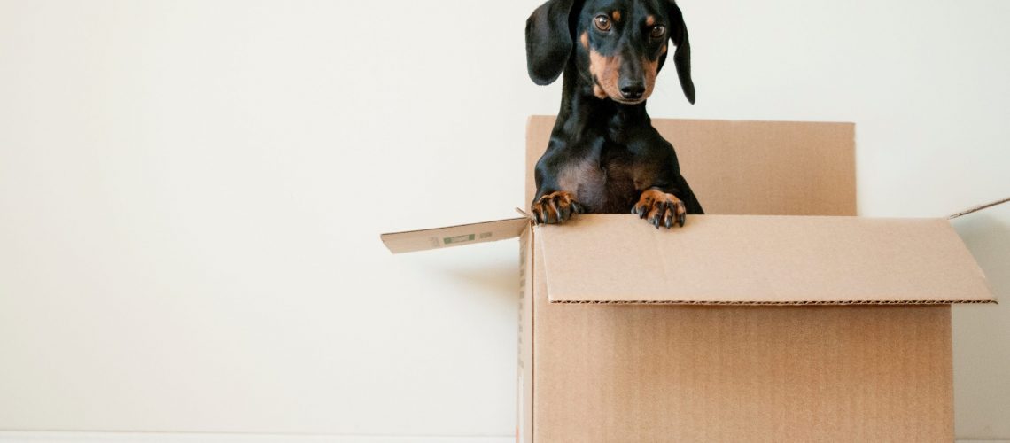 moving with pets in Spokane